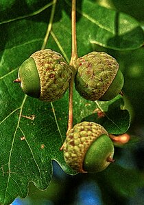 Leaves nut infructescence