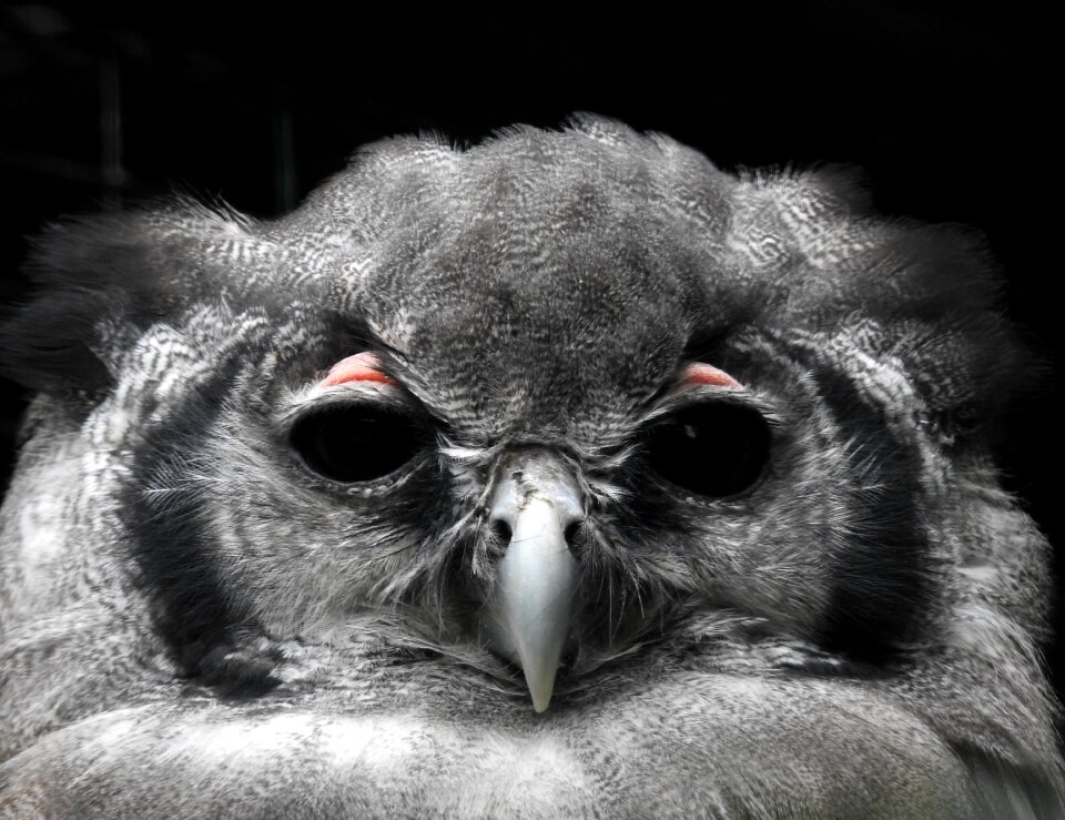 Gray owl gray watch