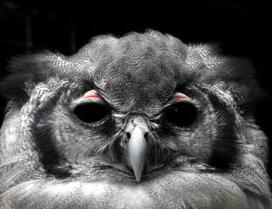 Gray owl gray watch