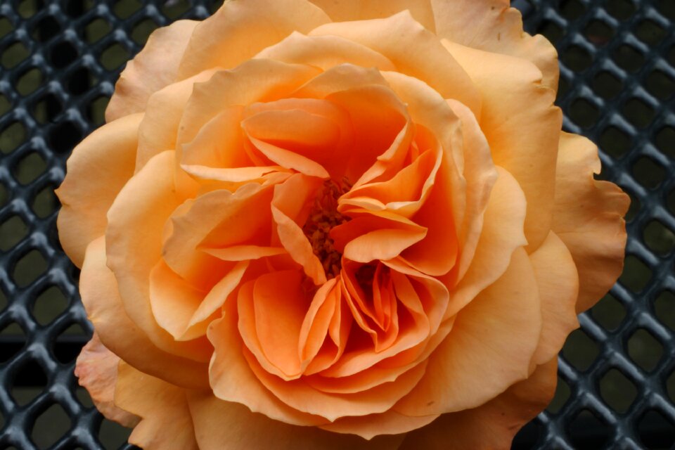 Flower nature rose bloom