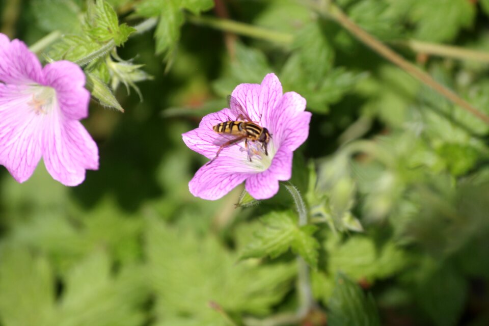 Walk in the park geranium close up