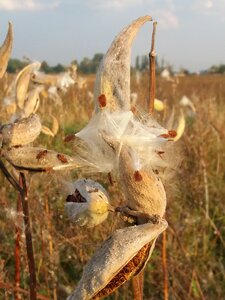 Nature weeds allergy