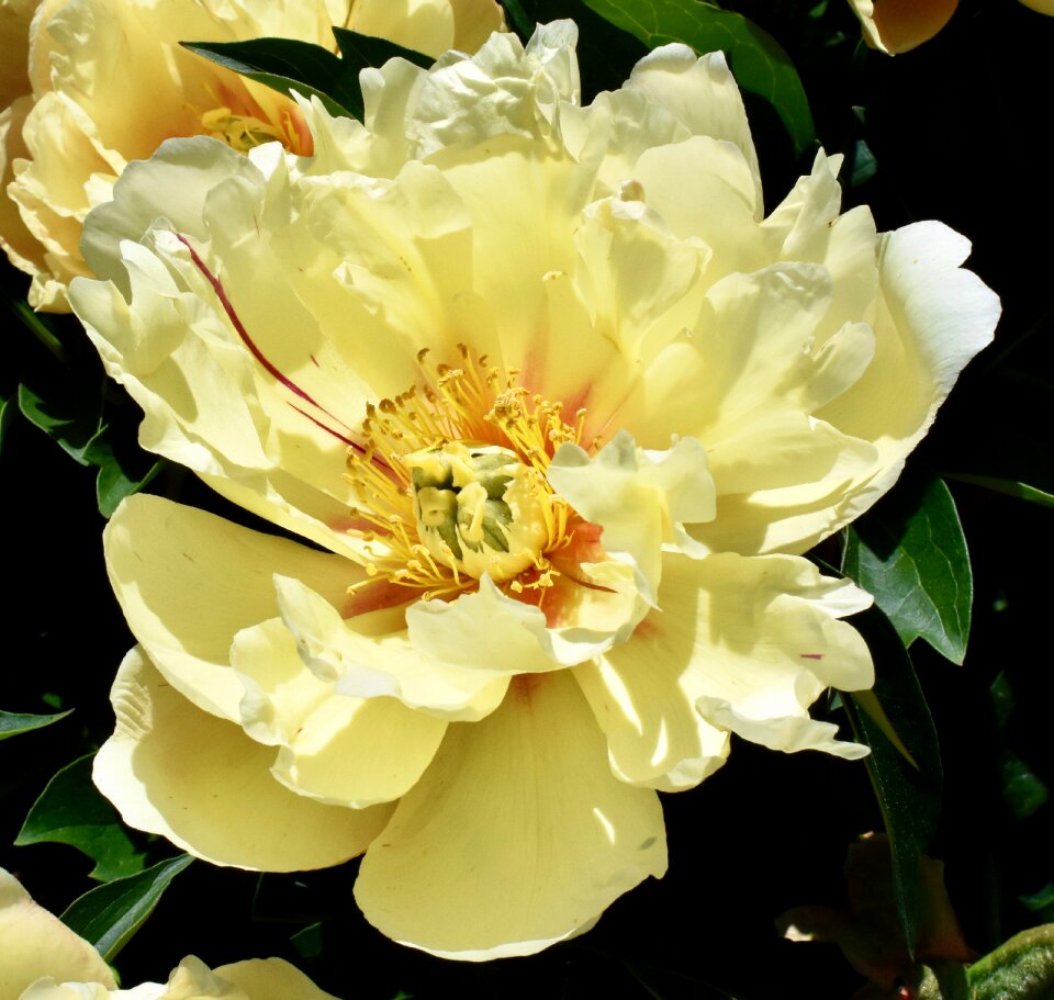 Bloom blossom bright