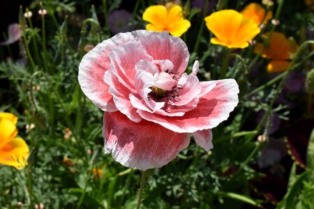 Colorful flowers blossom