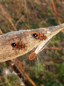 Fire wants beetle nature