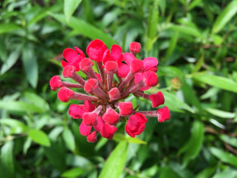 Garden flower blossom