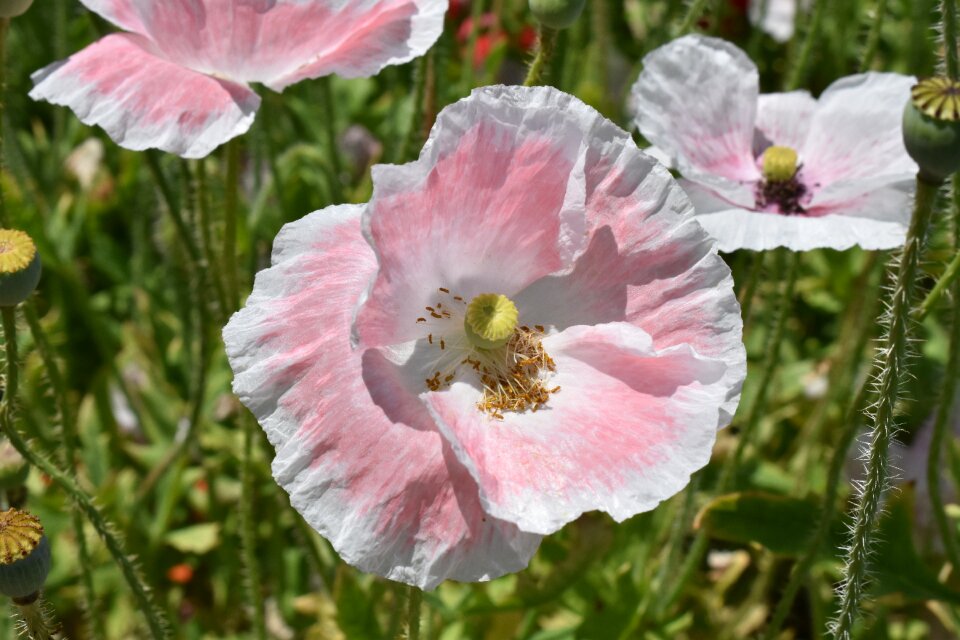 Summer blossom garden