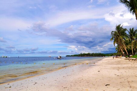 Sand palm trees