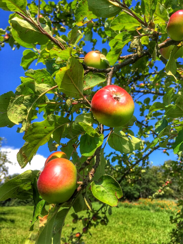 Apple tree fruit apple