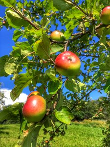 Apple tree fruit apple