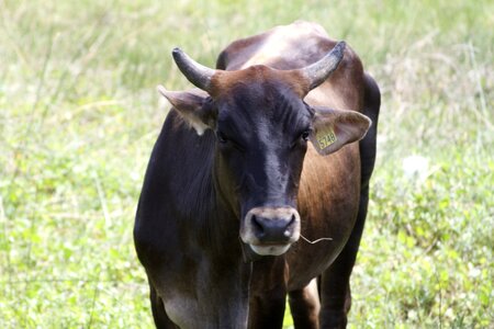 Livestock cows pastures