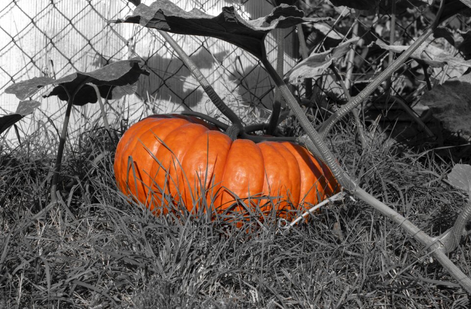Cucurbita autumn decoration