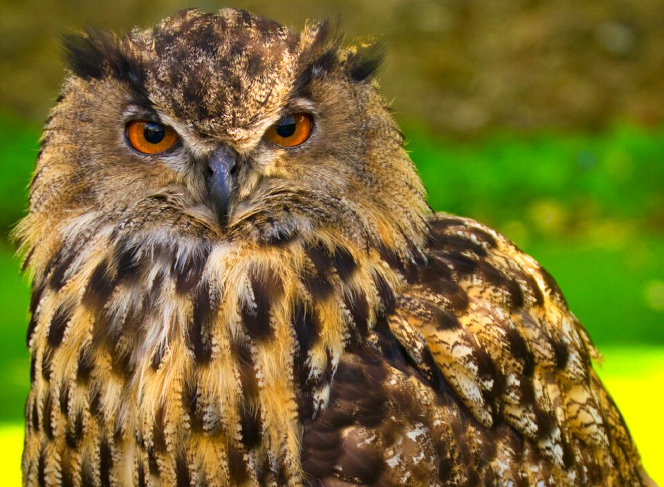Wild animal hunting bird