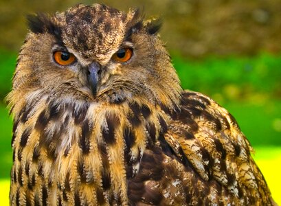 Wild animal hunting bird