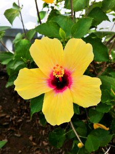 Flower plant close up