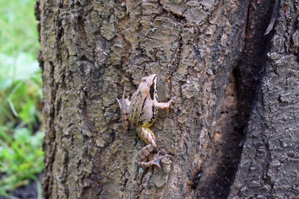 Frog tree nature