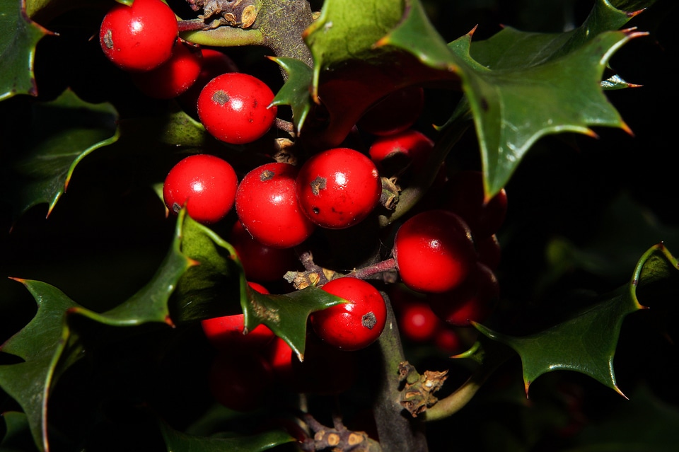 Mistletoe close up romance photo