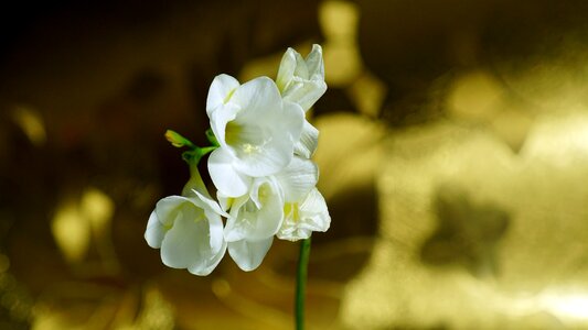 Flowers white romantic