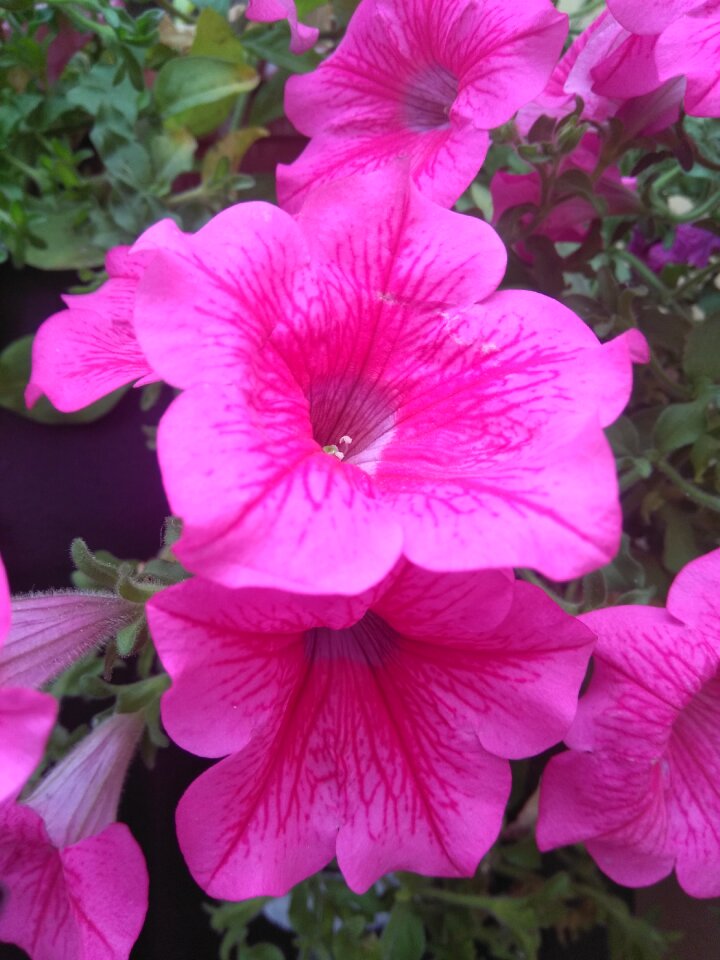 Pink flower nature