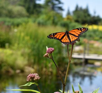 Insect nature summer