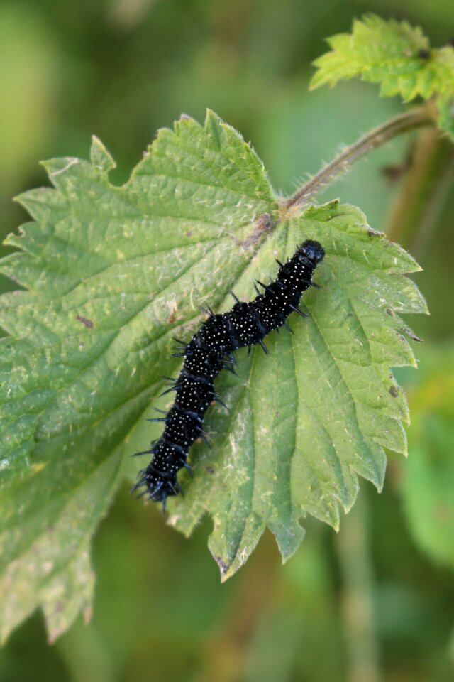 White spots european peacock butterfly caterpillar