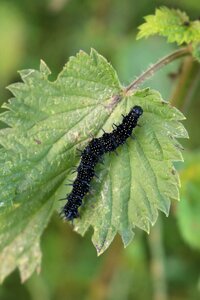 White spots european peacock butterfly caterpillar photo