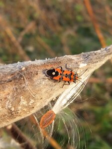 Animal fire wants beetle