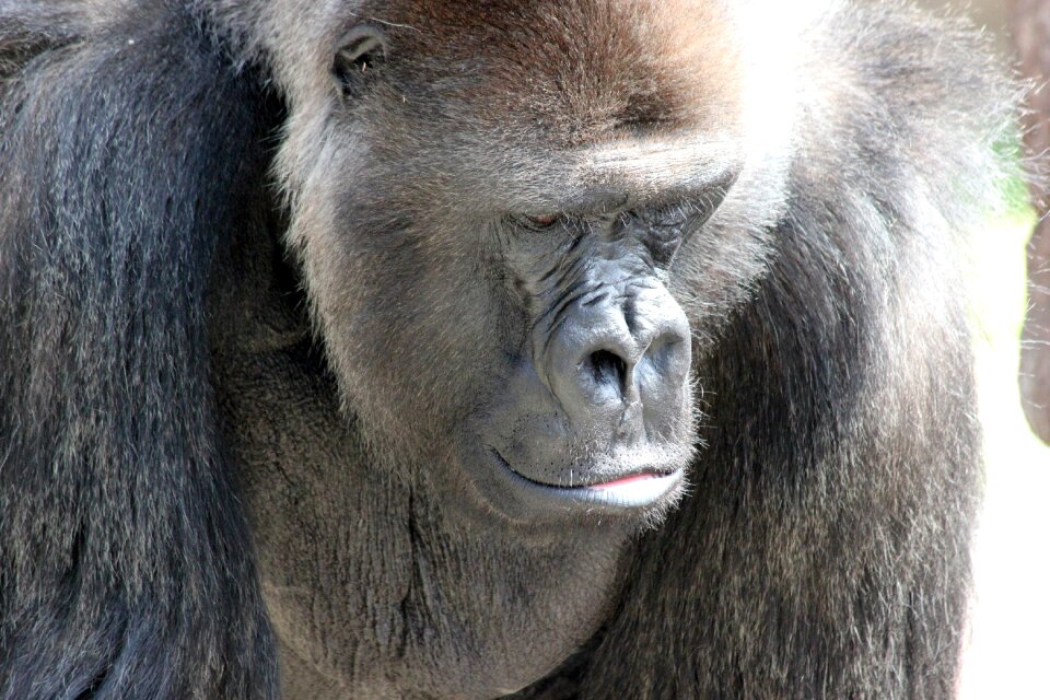 Animal zoo thoughtful