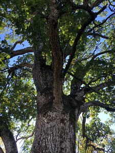 Nature moss oak forest