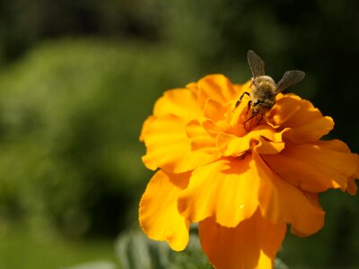 Nectar pollen insect photo