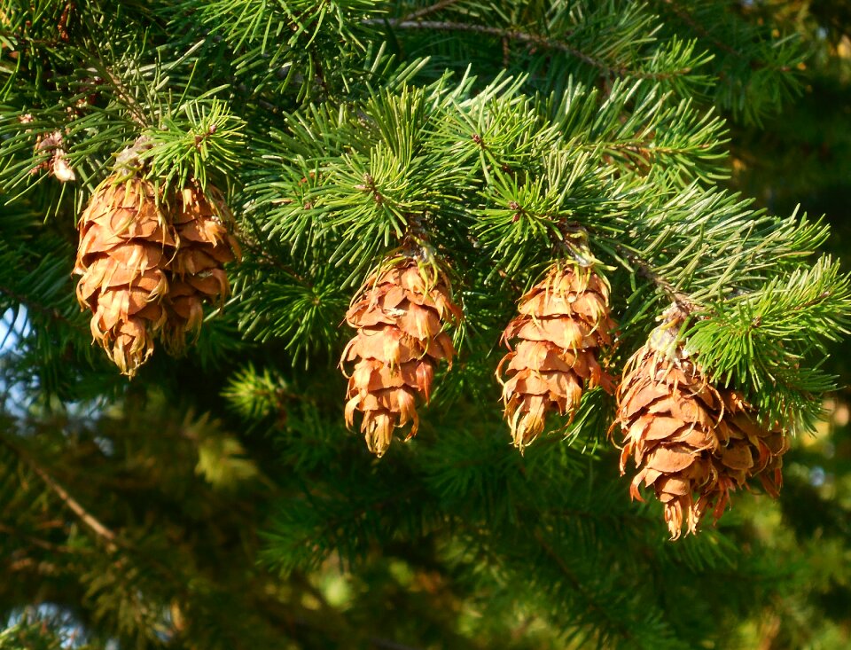 Cones conifer branch