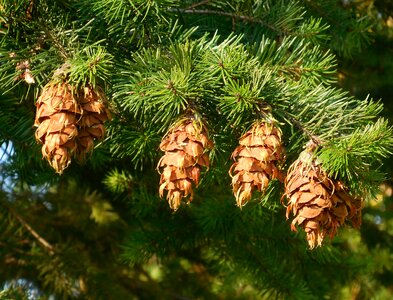 Cones conifer branch photo