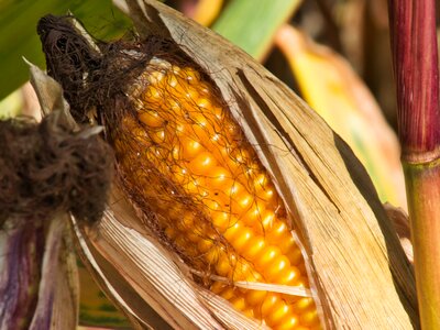 Field ripe arable