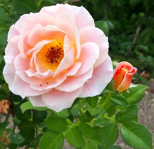 Marie height close up blossom