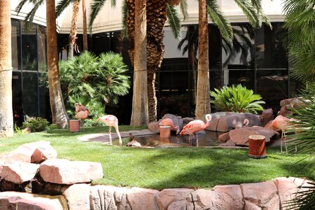 Flamingo animal nature