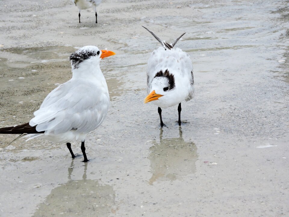 Birds terns beach