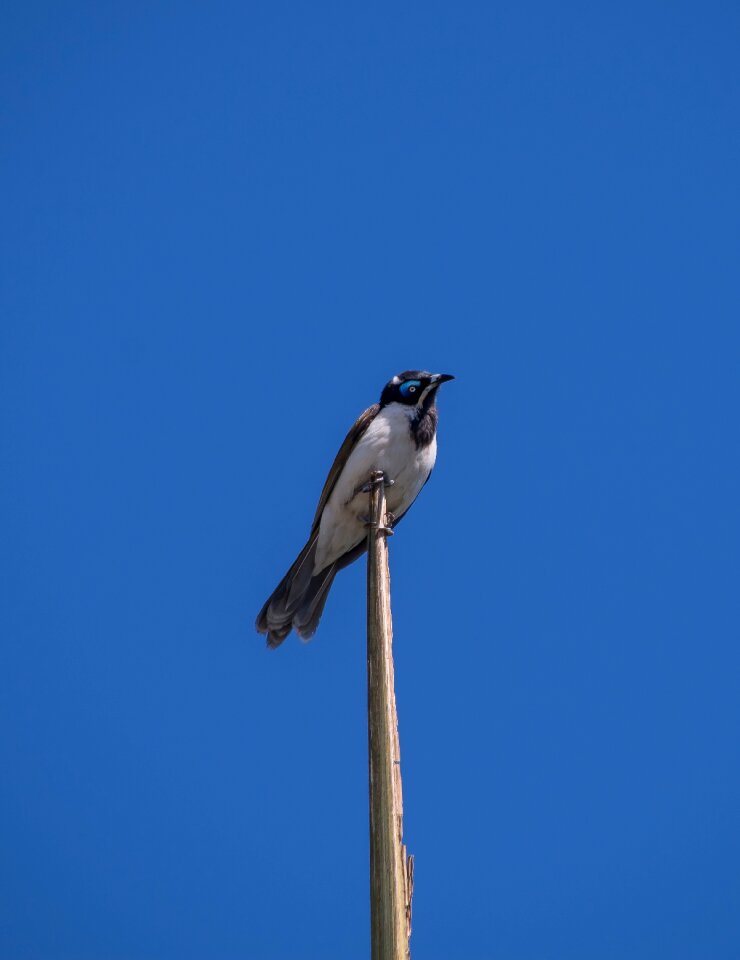 Honeyeater olive white