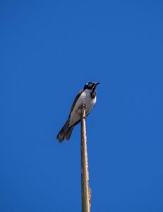 Honeyeater olive white