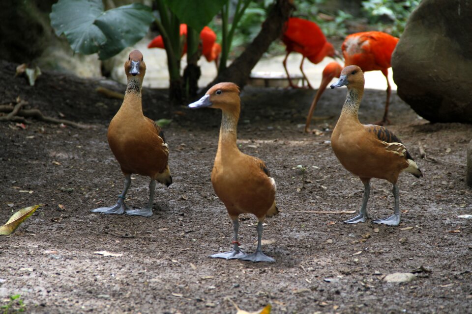 Ducks group animals