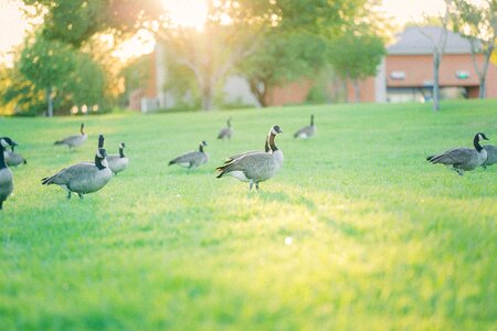 Grass animal goose