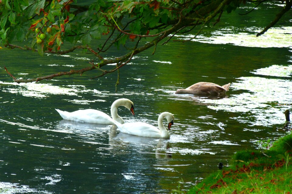 Serene nature white