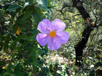 Jarilla sierra morena violet