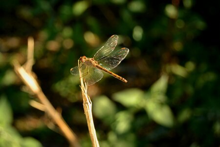 Wing animals miribel