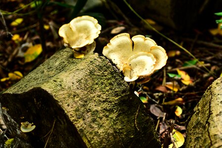 Mushroom wild mushroom plant