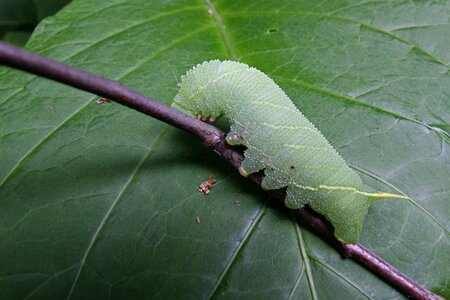 Caterpillar poplar spinner green