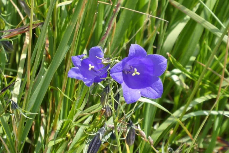 Alpenbloem flora vegetable