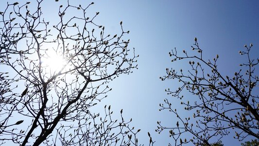 Sunshine flowering tree natural