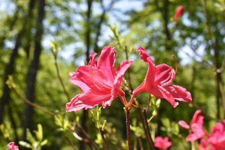 Pink flower nature