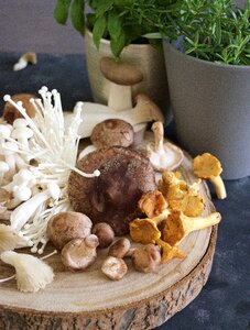 Shiitake girole enoki photo