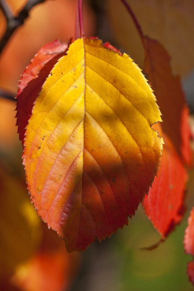 Foliage in the fall red